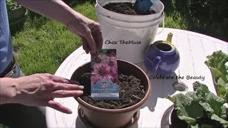 Planting the Echinacea Gardening 2014 [upl. by Atiuqrahs]