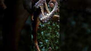 Why did the octopus cross the road oceanfact shorts octopus facts ocean [upl. by Anavrin26]