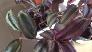 How to Propagate Tradescantia Zebrina  Purple Variety [upl. by Gael]