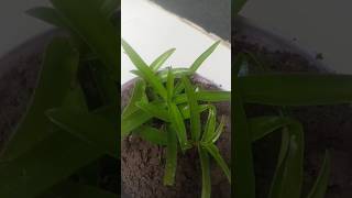 Newly Emerged Plants🌱Basket Plant🌱 short Best Hanging Plant  Plant life  Home Garden🏡 [upl. by Magill]