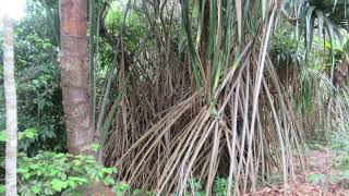 Singapore An Evening Walk  Eco Lake Singapore Botanic Garden 1 November 2024 [upl. by Ehrman393]