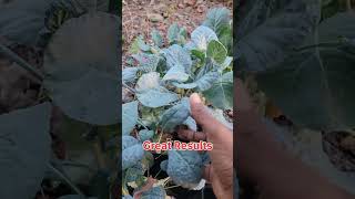 Best Seed Starting Mix gardening Bestpottingsoil HappyFrogmix [upl. by Narrad]