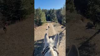 Border collies get in sync [upl. by Lissner]