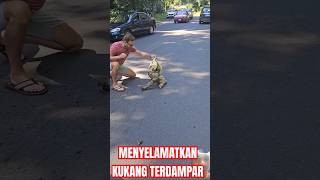 Menyelamatkan kukang terdampar animals kukang sloth help stranded videoshort shorts [upl. by Bedell560]