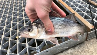 Core Creek Park  Lake Luxembourg Fishing  Perch and Bass [upl. by Yrrag482]