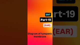 diagram of tympanic membrane tympanicmembraneperforation tympanum neet medical ent neetpg [upl. by Tocci]