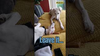 Saluki Siblings saluki dogshorts shorts puppy [upl. by Huppert312]