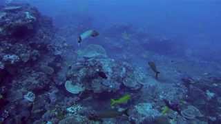 Trumpetfish hunts and eats a snapper in Sodwana Bay [upl. by Nylessej]