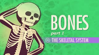 The Skeletal System Crash Course Anatomy amp Physiology 19 [upl. by Aisenet]