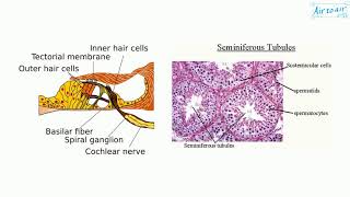 sustentacular cell [upl. by Frum138]