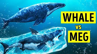 Megalodon Wouldnt Defeat Modern Whales Heres Why [upl. by Aicrag]