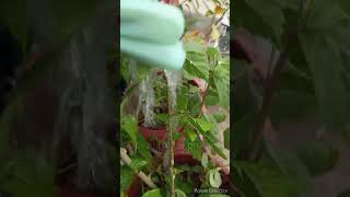 Mealy bugs treatment on hibiscus plantgardeningtips [upl. by Sakul479]