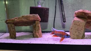 Young eureka red peacock cichlids [upl. by Markman]