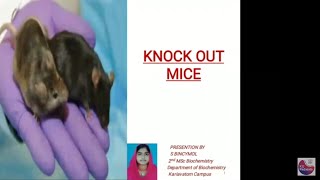 Knockout Mice  S Bincymol [upl. by Daffi]