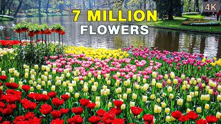 The Worlds Biggest Flower Garden  4K Walk in Keukenhof Netherlands 🇳🇱 [upl. by Nelyk591]