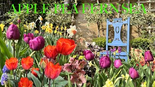 Colourful amp Uplifting April Garden Tour of Containers  Small Space Big Flower Dreams amp Spring Joy [upl. by Yddub]