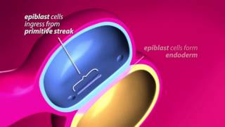 Gastrulation [upl. by Schurman]