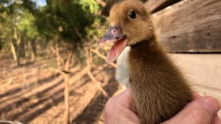 Khaki Campbell ducklings [upl. by Luwana]