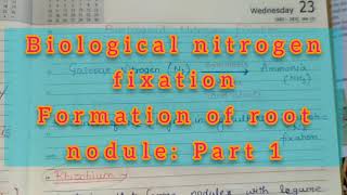 Root Nodule Formation Part 1 [upl. by Yruy]