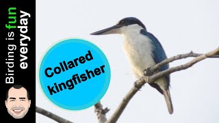 WhiteCollared Kingfisher call [upl. by Gottlieb87]