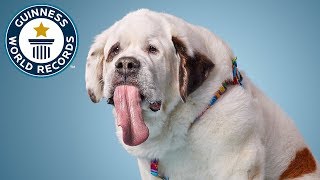 Dog with the longest tongue  Guinness World Records [upl. by Htiffirg286]