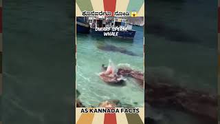 Dwarf Sperm Whale Fact Video  kannada facts karnataka amazing youtubeshorts trendingshorts [upl. by Helmut52]