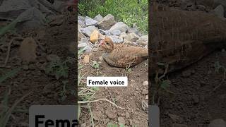 Dakhni Female voice  shorts viral pets nature [upl. by Lamori]