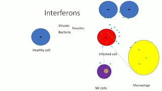 Interferons  Mechanism of Interferons  Functions of Interferons [upl. by Bennion817]