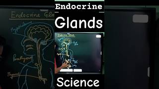 endocrine glands biology diagram science [upl. by Ais]