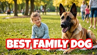 Are Belgian Malinois the BEST Family Dogs  Puppy Training  Malinois [upl. by Shanda]