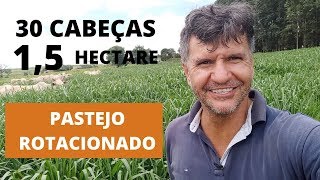 30 CABEÇAS EM 15 UM HECTARE E MEIO E MESMO ASSIM ESTÁ SOBRANDO CAPIM [upl. by Franky473]