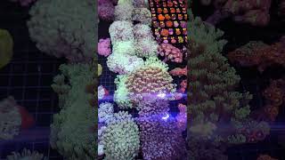 Flowerpot corals [upl. by Orapma]