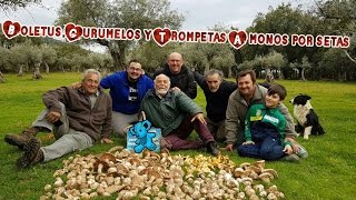 Boletus aereusGurumelos y Trompetas A monos por setas Extremadura 12 [upl. by Airtemak]