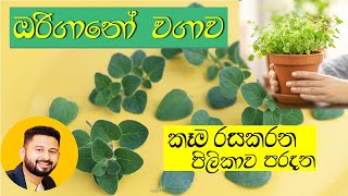 මුළුතැන්ගෙට අත්‍යවශ්‍ය රසකාරකය ඔරිගානෝ  Oregano Sri Lanka ගෙදර ඉදන් සල්ලි හොයන්න හොදම විදිය [upl. by Nodnarb390]