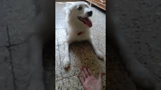 🫶🐶 Follow wala button pe daba ke dekho yrr 🫶🐶 funny comedy pets short shorts [upl. by Kandy515]