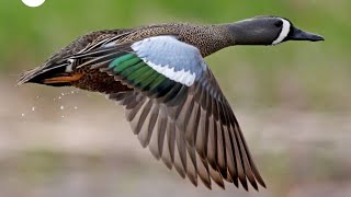 Blue winged teal [upl. by Arihsay]