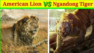 American Lion vs Ngandong Tiger किसकी होगी जीतlion vs tigerlion vs tiger fightAKKnowledge [upl. by Endys]