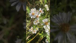 Aster or fleabane plants flowers nature 2024 september [upl. by Leinehtan]