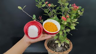 How to Turmeric Powder used as Fungicide and Remove Ants for Any Plants [upl. by Jacynth338]