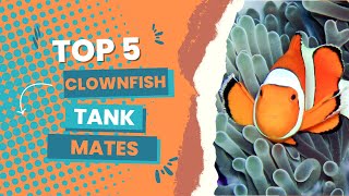 Top 5 Most Colorful and Attractive Clownfish Tankmates [upl. by Anasus712]