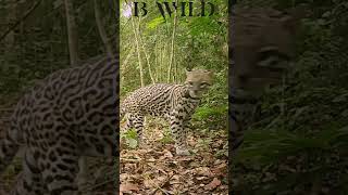 ocelot ocelote guatemala bwild [upl. by Keven712]