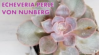 suculentas echeveria perle von nurnberg donsuculento [upl. by Ehsom]