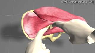 Künstliche Hüfte  minimalinvasive OP Langversion von Prof Christian Hendrich [upl. by Nnahs451]