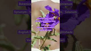 Solanum virginianum youtubeshorts trendingshorts trending botany plantscience [upl. by Ayotl]