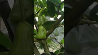 Jambu air buto ijo jambuair greengiant [upl. by Llertnad]