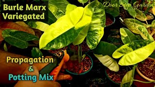 Philodendron Burle Marx Variegated Propagation amp Potting Mix II New Plants from Cuttings 🥰🥰 II [upl. by Justina]