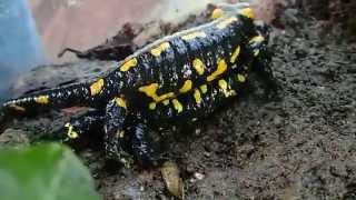 Fire Salamanders Mating  Feuersalamander Paarung Salamandra salamandra terrestris [upl. by Day781]