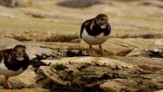 Ruddy Turnstones Arenaria interpres  2 [upl. by Jeffy]