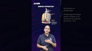 Mechanism of Breathing 🫁 Human Respiratory System  Diagram Based Question for NEET 2024 Shorts [upl. by Heidy]