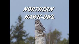 Northern Hawk Owl [upl. by Enileve]